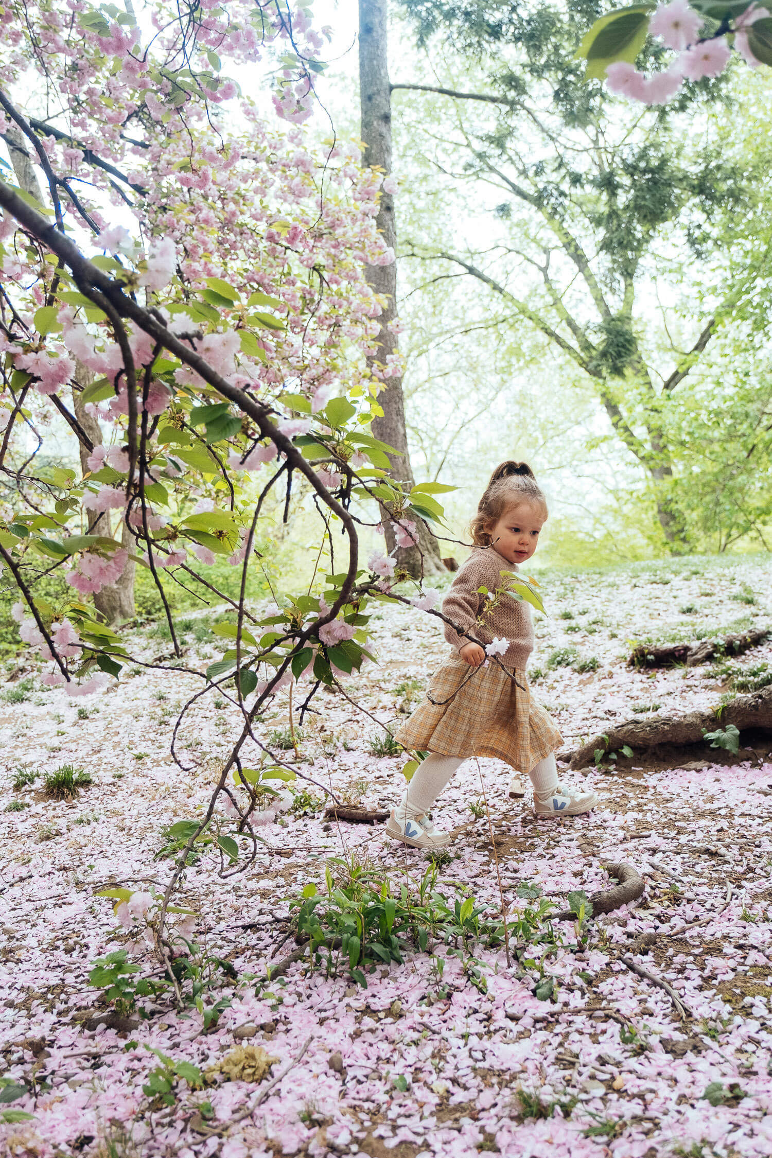 Central Park Cherry Blossom Family Session